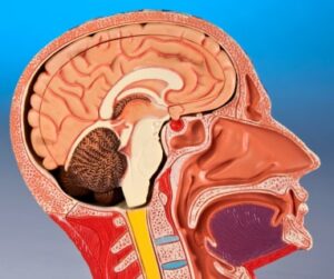 Sectiune creier - amigdala